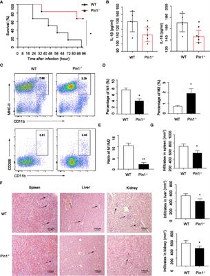 Pin1 Promotes NLRP3 Inflammasome Activation by Phosphorylation of p38 MAPK Pathway in Septic Shock